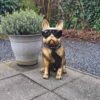 Tuinbeeld Franse Bulldog ‘Bully’ van 60 cm hoog in antiek goud, met zonnebril en sjaal - chique, statig en stoer decor voor buiten.