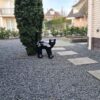 Zwart tuinbeeld van Kato de kat, 65 cm hoog, met opstaande staart - een elegante en statige toevoeging aan de tuin.