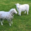 Wolly en Siep samen op het gazon