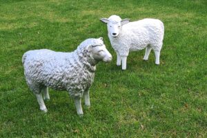 Wolly en Siep samen op het gazon