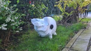 Grappig spaarvarken Knorrepot voor in je tuin