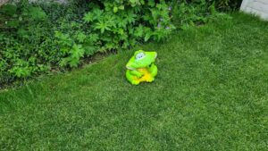 Froggy, de vrolijke breedbekkikker