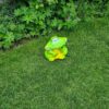 Froggy, de vrolijke breedbekkikker