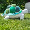 Schildpad slowy, wit met blauw-groen schild