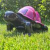 Schildpad slowy, zwart met lila-paars schild