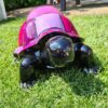 Schildpad slowy, met gekleurd geblokt schild