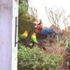 VROLIKE VOGELS WANDDECO