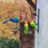 VROLIKE VOGELS WANDDECO